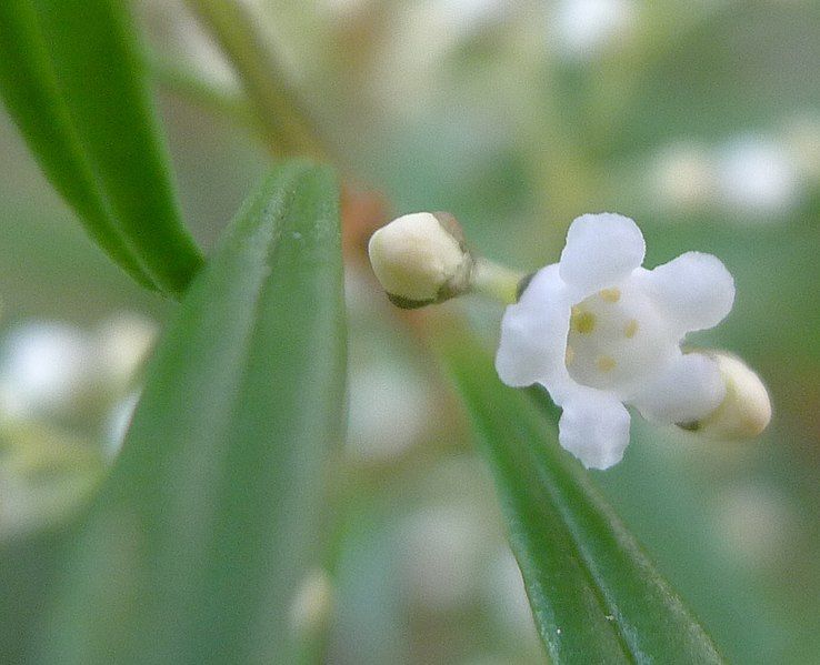 File:Logania albiflora.jpg