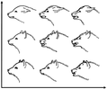 Image 49A drawing by Konrad Lorenz showing facial expressions of a dog - a communication behavior. X-axis is aggression, y-axis is fear. (from Dog behavior)