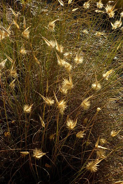 File:Lygeum spartum-1.jpg