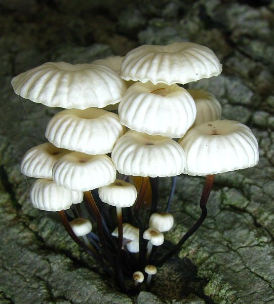 File:Marasmius rotula 89484.jpg