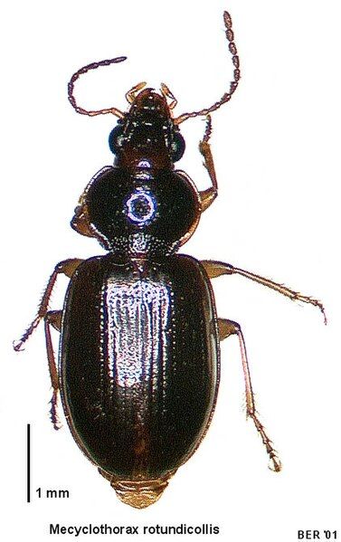 File:Mecyclothorax rotundicollis.jpg