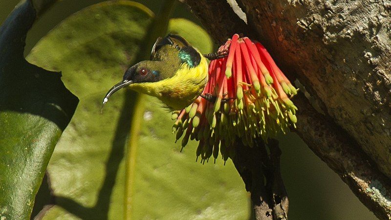 File:Metallic-winged Sunbird.jpg