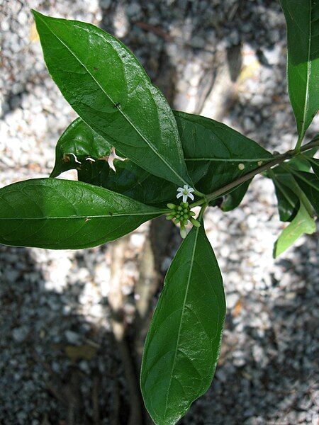 File:Morinda royoc.jpg