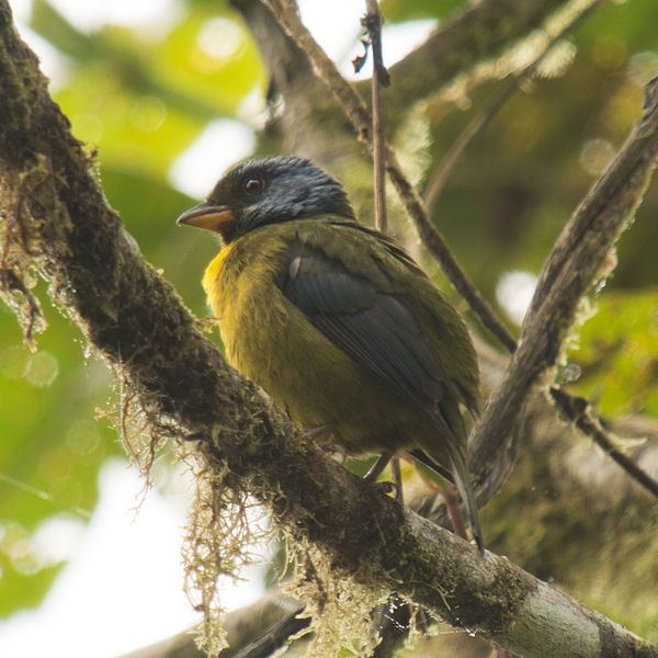 File:Moss-backed Tanager (15742706581).jpg