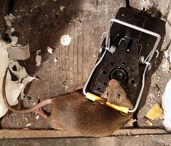 A mouse in a mousetrap