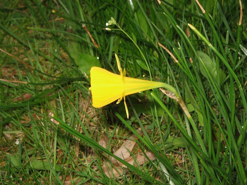 File:Narcissus bulbocodium close-up2.jpg