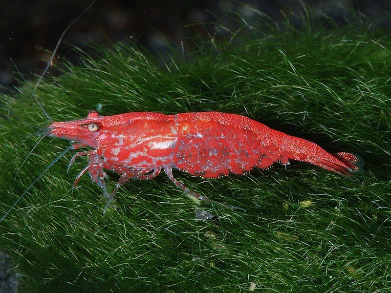 File:Neocaridina-heteropoda-var-red.jpg