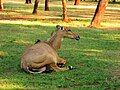 Nilgai - Singapore Zoo