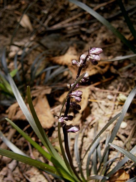 File:Ophiopogon planiscapus blooming.jpg