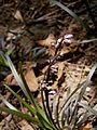 Ophiopogon planiscapus 'Niger' buds