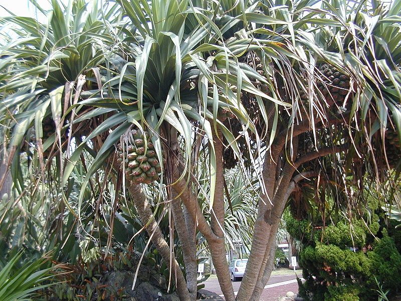 File:Pandanus boninensis.jpg