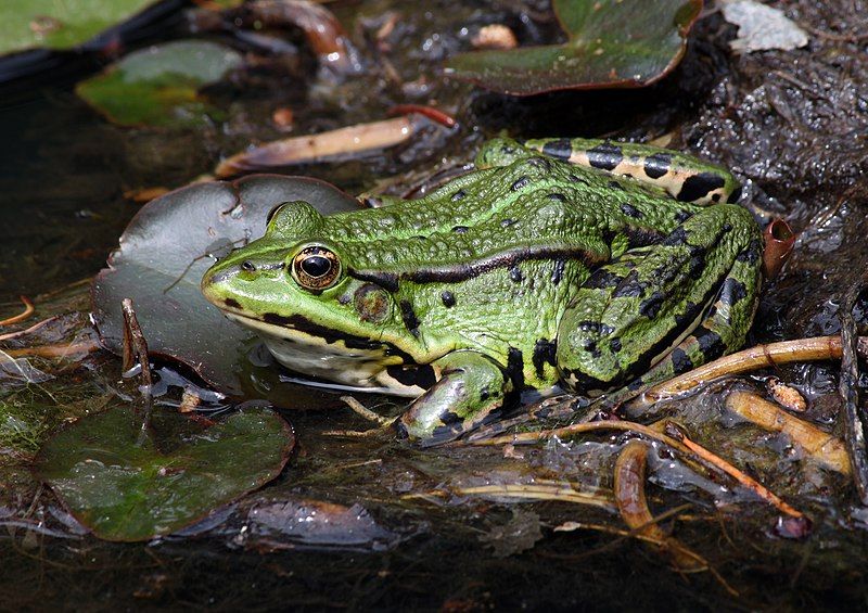 File:Pelophylax esculentus teichfrosch.jpg