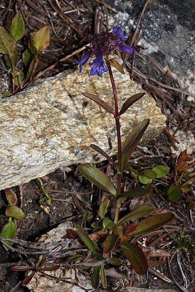 File:Penstemon procerus 0161.JPG