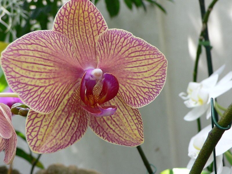 File:Phalaenopsis kaleidoscope1.jpg