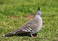 Image 5 Crested Pigeon Photo: Benjamint444 The Crested Pigeon (Ocyphaps lophotes) is found widely throughout mainland Australia except for the tropical northern areas. It is larger than the Spinifex Pigeon, the other Australian pigeon with an erect crest. The Crested Pigeon grows 30–34 cm (12–13 in) long and is coloured grey with tinges of brown, with striped wings that are bronzed. More selected pictures