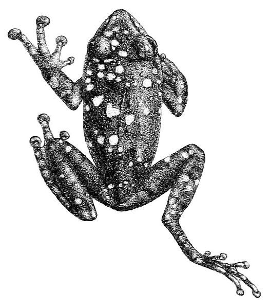 File:Pseudophilautus adspersus.jpg