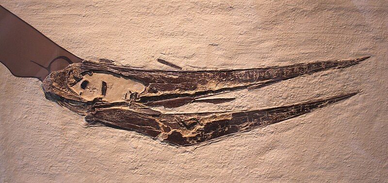 File:Pteranodon AMNH.jpg