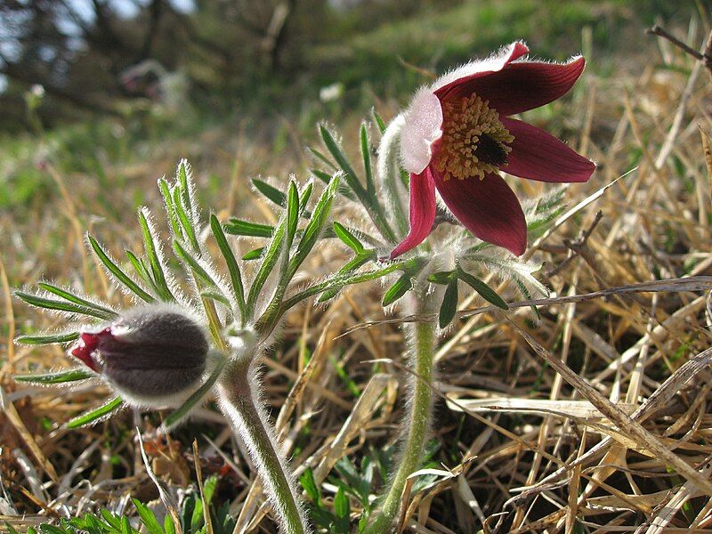 File:Pulsatilla cernua 1.JPG