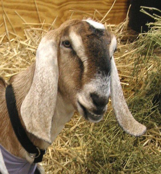 File:RAS Nubian goat.JPG