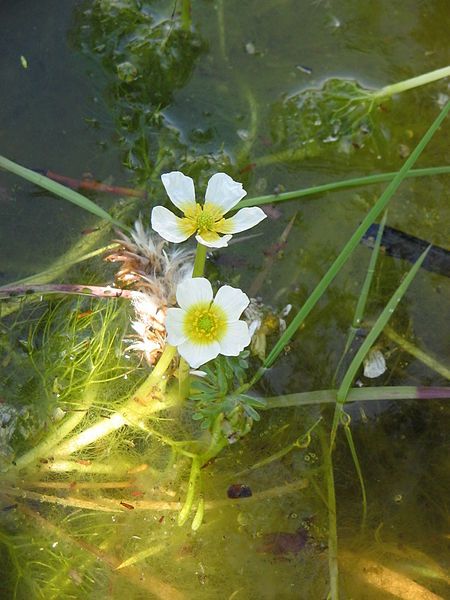 File:Ranunculus aquatilis03.jpg