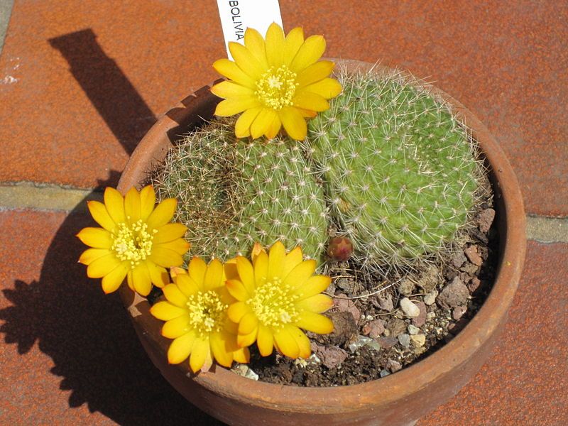 File:Rebutia sp. 3.JPG