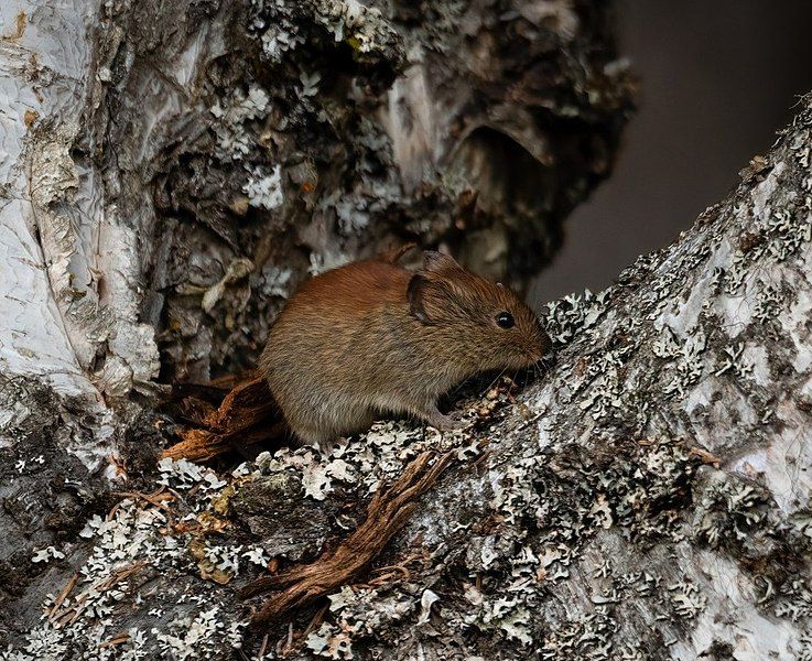 File:Red backed vole.jpg