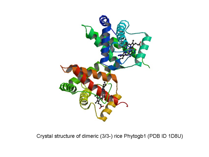 File:Rice Phytogb1 figure.tif