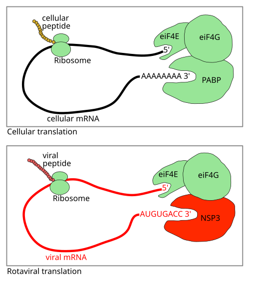 File:Rotavirus Translation.svg