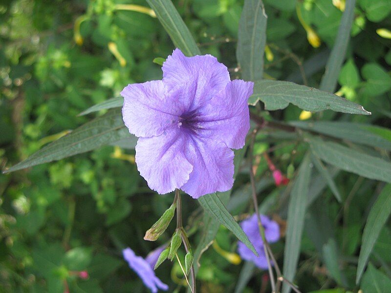 File:Ruellia tweediana2.JPG