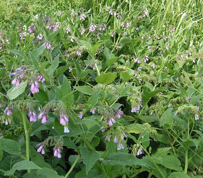 File:Russian comfrey 800.jpg