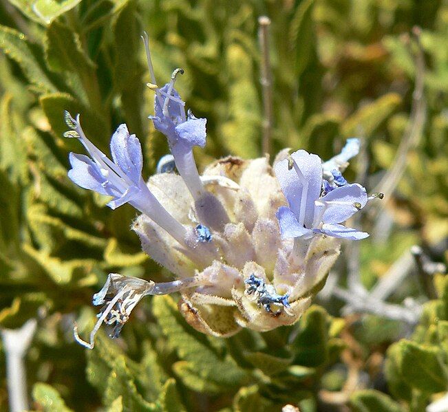 File:Salvia mohavensis 3.jpg