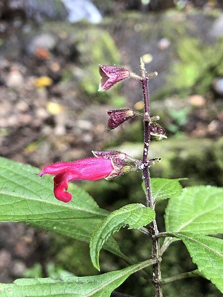 File:Salvia venulosa.jpg