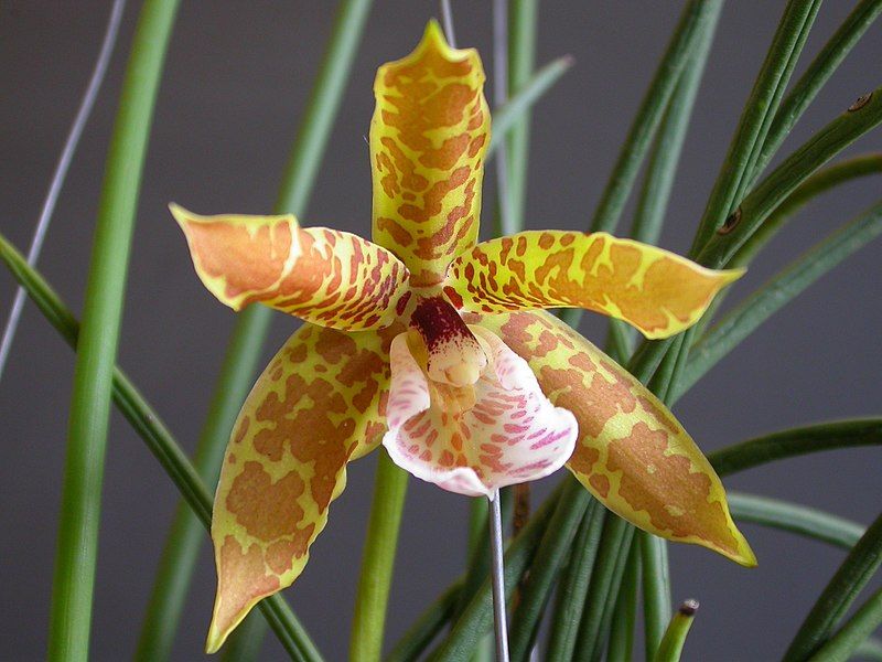 File:Scuticaria strictifolia 008.jpg