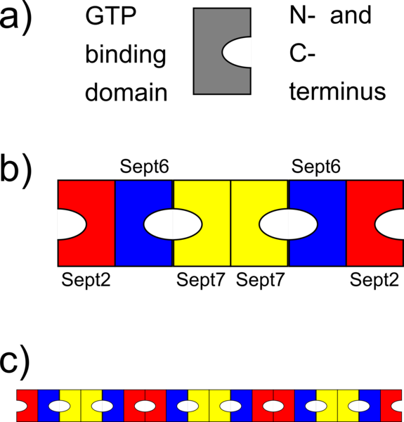 File:Septin assembly.png