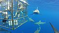 Image 2Shark cage diving (from Shark tourism)