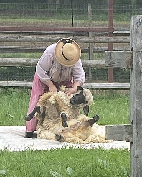 File:Sheep shearing Fosterfields.jpg