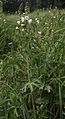 White Checkermallow, still the same meadow