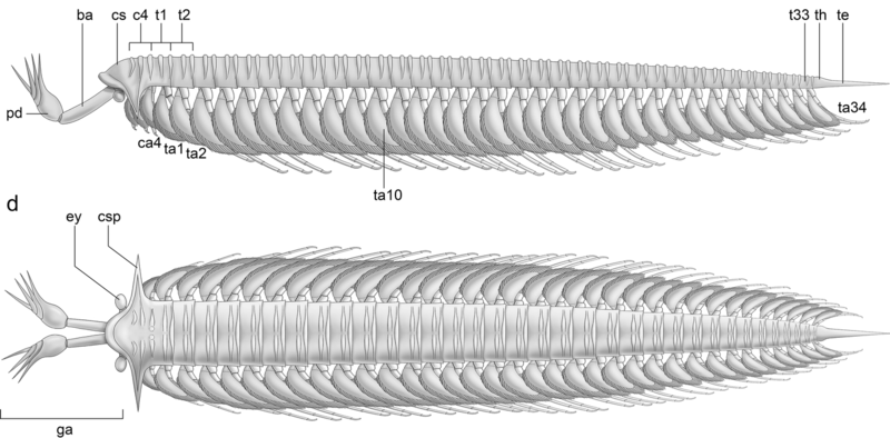 File:Sklerolibyon reconstruction.png