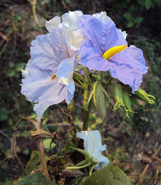 File:Solanum macranthum 23.JPG