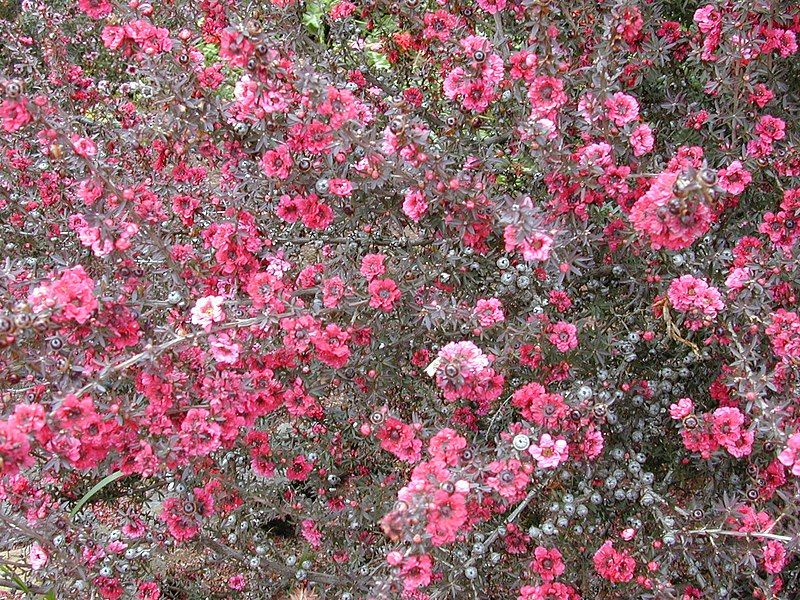 File:Starr-010419-0063-Leptospermum scoparium-habit-Kula-Maui (24236713820).jpg