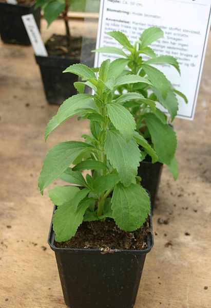 File:Stevia-rebaudiana-total.JPG