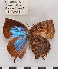 Museum specimen