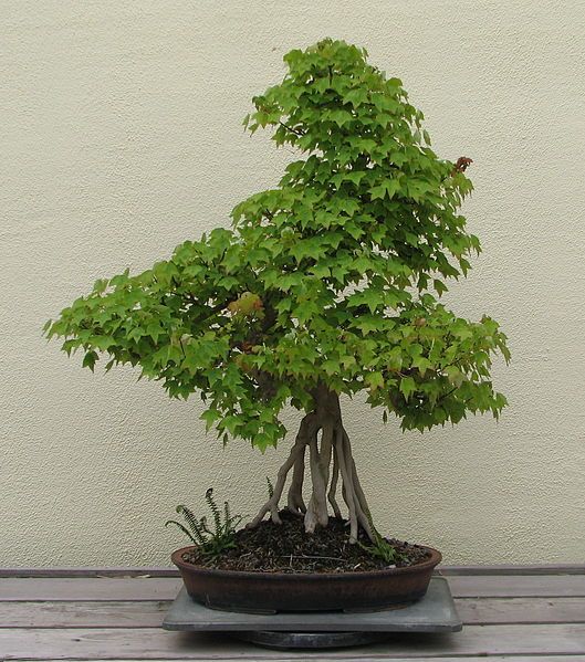 File:Trident Maple, unknown-2007.jpg