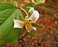 Trillium catesbaei