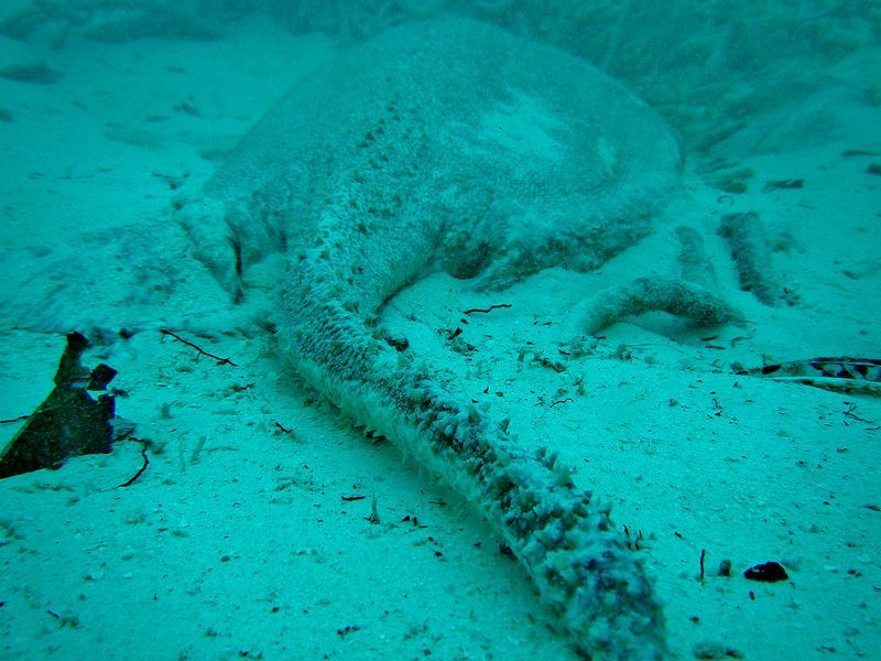 File:Urogymnus asperrimus tail.JPG