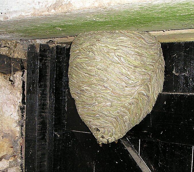 File:Waspnest with wasps.jpeg