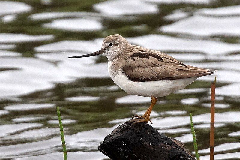 File:Xenus cinereus Lapland.JPG