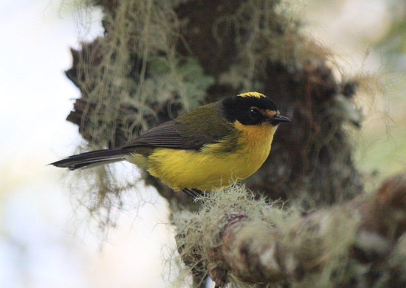 File:Yellow-crowned Whitestart.jpg