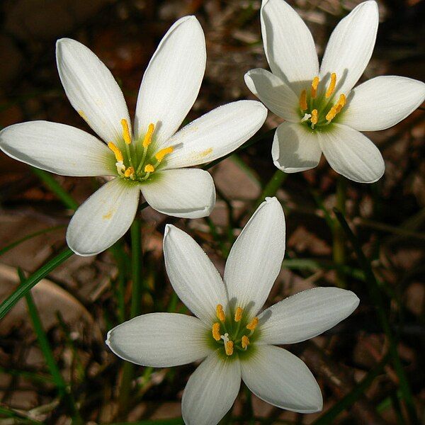 File:Zephyranthes candida Osaka.jpg