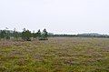 A heath in Čepkeliai